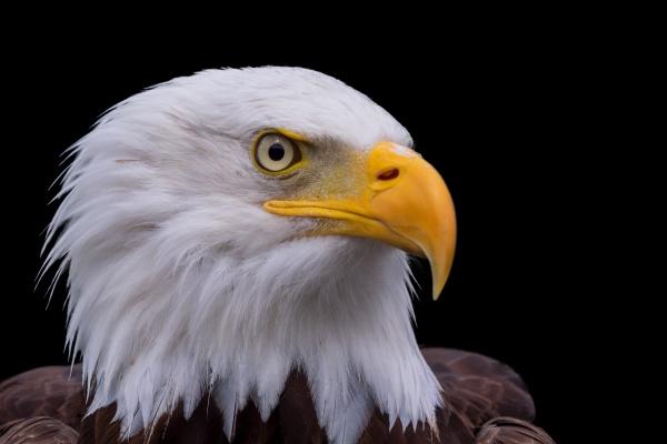 属虎人什么时候能好运,揭示属虎人的运势和命运