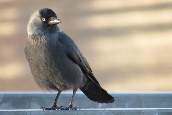 属狗人一生佩戴的吉祥物