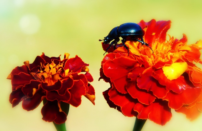 属蛇在2025运气怎么样