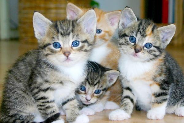 梦见儿子参军意味着什么