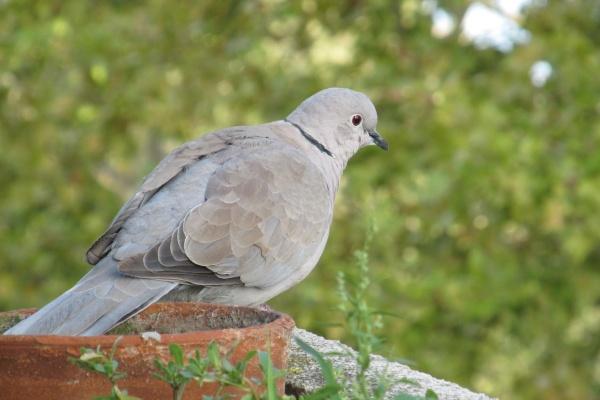 十月虎满山吼是苦命的意思吗