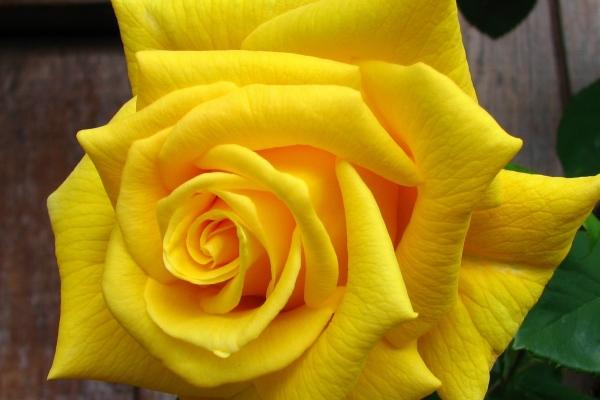 属蛇见什么为红鸾天喜