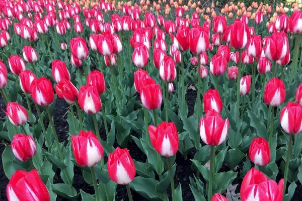 梦到了唱情歌是啥预兆