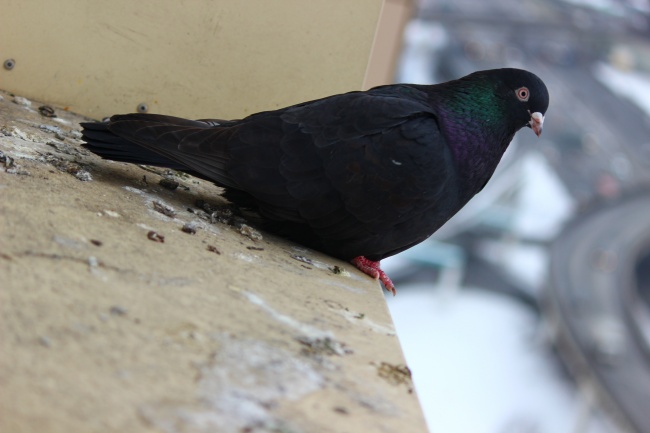 属牛的人晚年谁陪