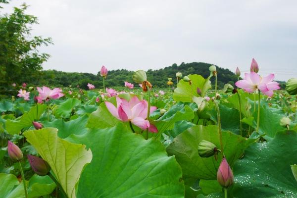 属兔人财运方位在哪里