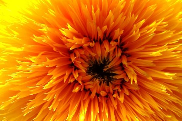 属牛的会在哪一年离婚