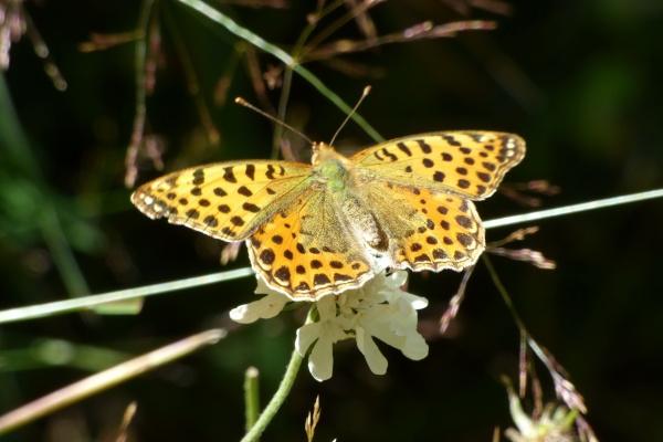 属马人养什么植物最旺财