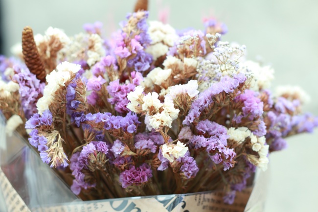 属鼠人养什么植物最旺财