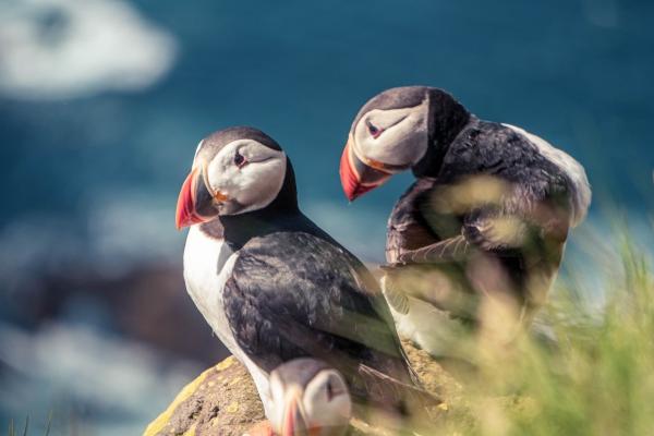 属蛇人烂桃花在哪年出现