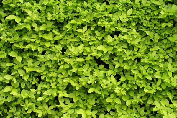 属蛇人最旺的颜色