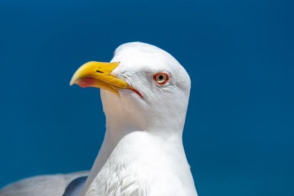 属两个生肖的女人命好吗