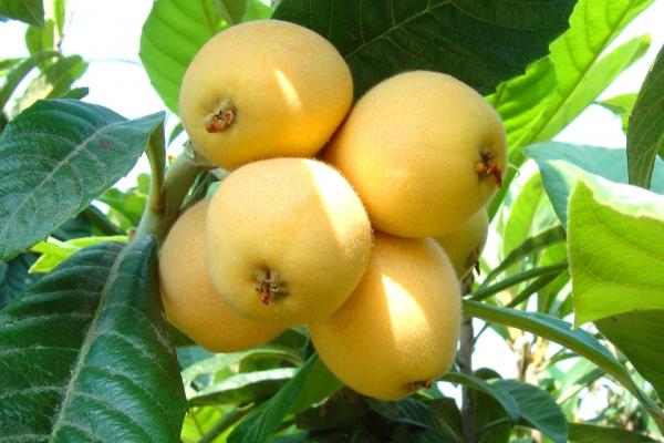 2025年几月蛇一等命 富贵蛇一般生在几月份