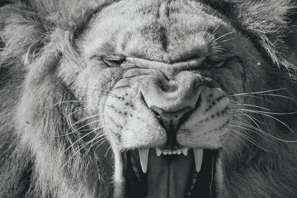 属猴人从2026开始运气差,如何转运