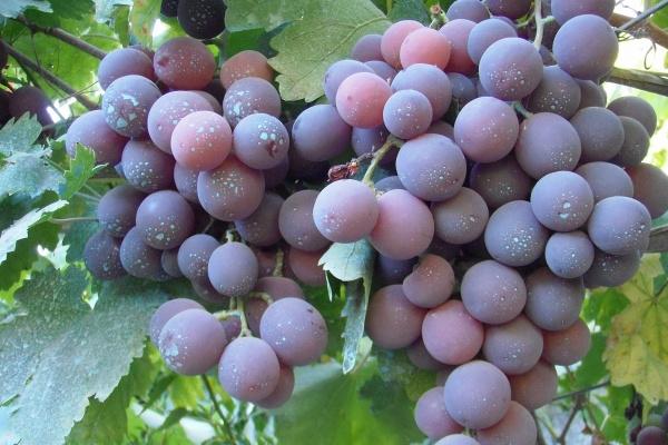 69年鸡女2025运气财运，69年属鸡女蛇年如何旺财运