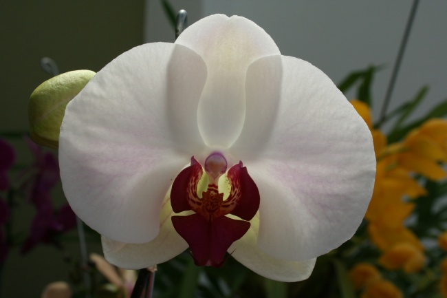 属猪和属猴在一起财运怎么样