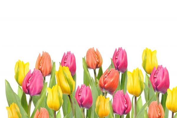 属羊人戴什么最旺 属羊的吉祥物