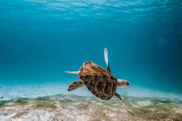 属猪下半年一道坎 是什么灾