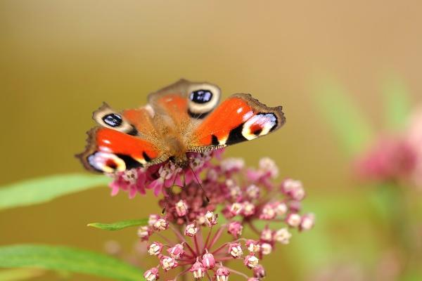 心好十分善良的生肖女