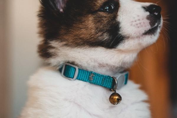 85属牛海中金多大发财