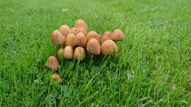 属猴最聪明的三个时辰，属猴人富贵双全的时辰
