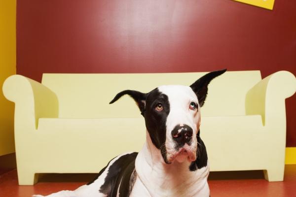 梦到了在家里大便是什么预兆