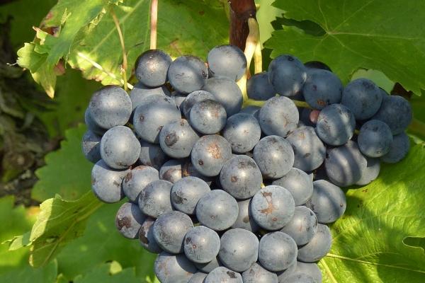 2025年属马人会生女宝宝吗