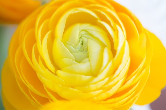 梦见小狗笑预示什么