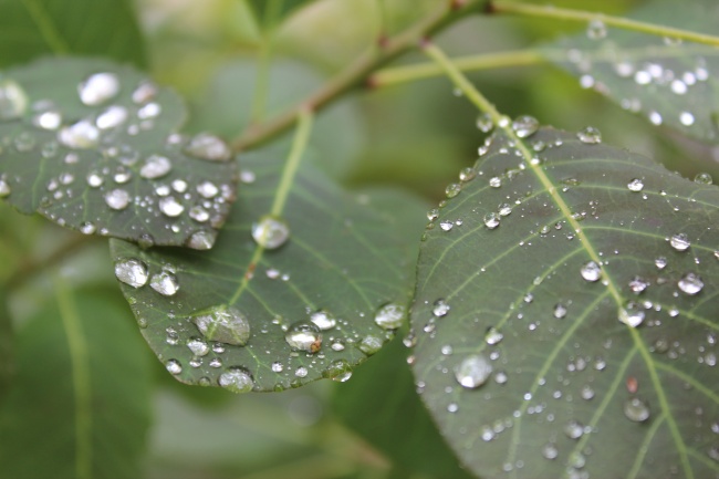 属兔遇到烂桃花什么时候结束 桃花劫结束的征兆