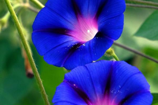 梦到孕妇白马会怎么样