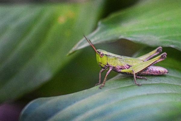 第一运程 2025年2月9日十二生肖运势解析