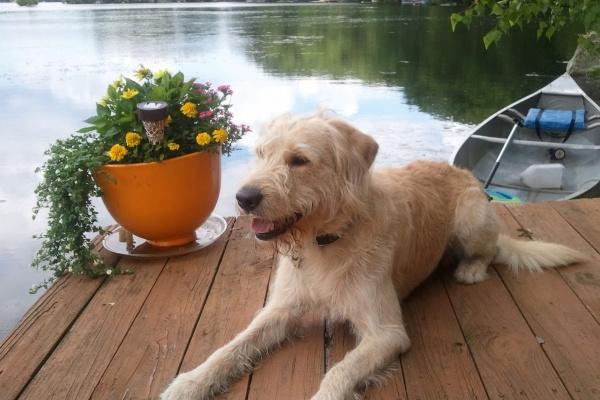 第一运程 2024年12月7日十二生肖运势解析