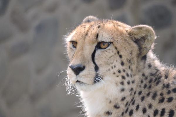 梦到扛袋子有什么征兆