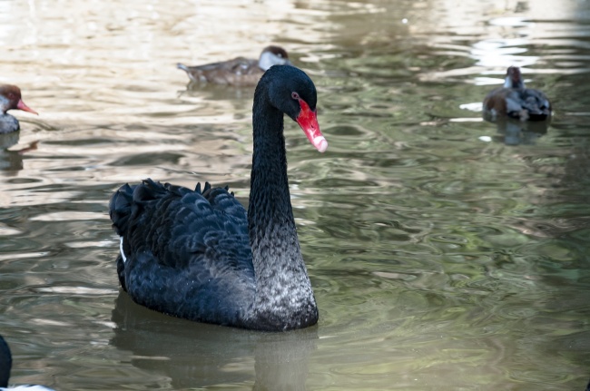 2025年什么生肖最好 哪些生肖运势最好