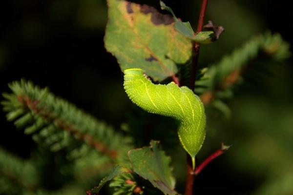 第一运程 2025年1月29日十二生肖运势解析
