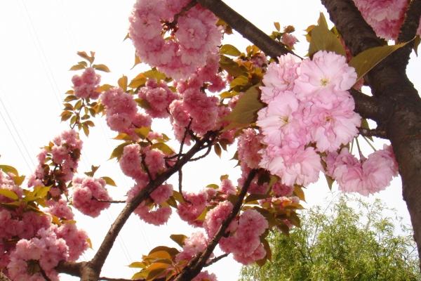 第一运程 2025年2月8日十二生肖运势解析