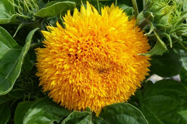 梦到了给别人买棺材什么寓意