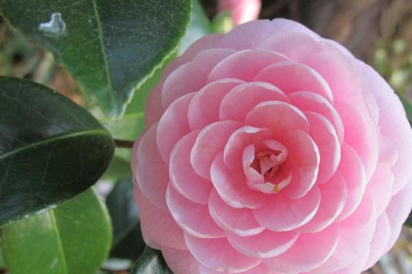 梦到自己怀孕了快生了是啥意思