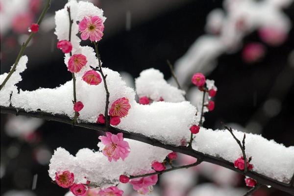 梦见据木预示了什么