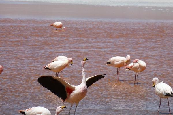 梦到了香胶是什么预兆？