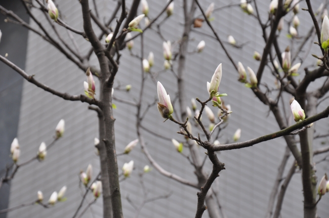 梦见女人来找我预兆了什么吗