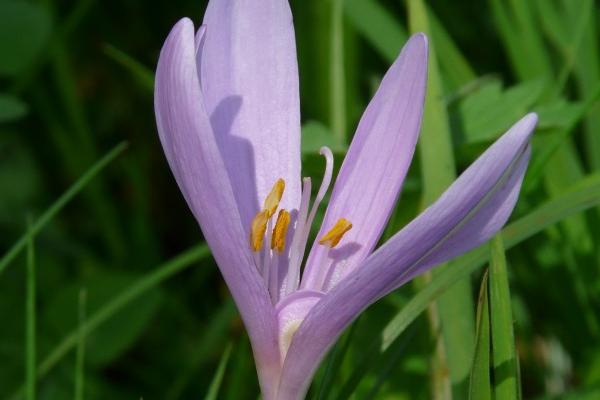 梦到青虫子是凶兆还是吉兆