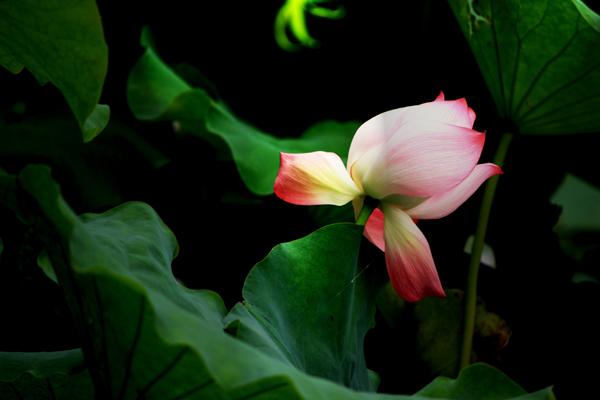 梦到金手鐲是啥预兆