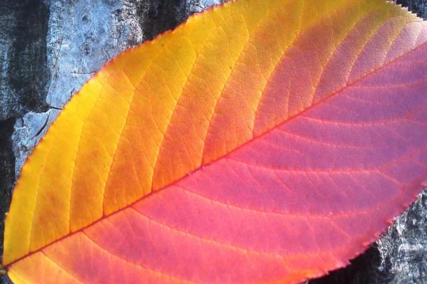 梦见钓到老鳖有什么含义