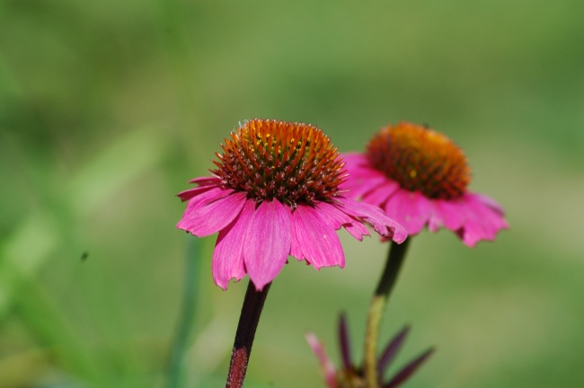 梦见求死会有什么预兆