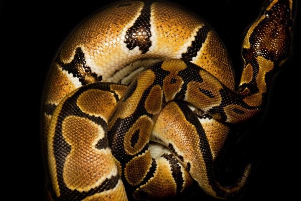 属鼠女2025被伤的很深,2025属鼠女要注意什么