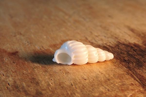 2025受宠的生肖女