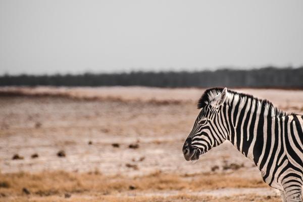 梦到钓到锦鲤是啥意思