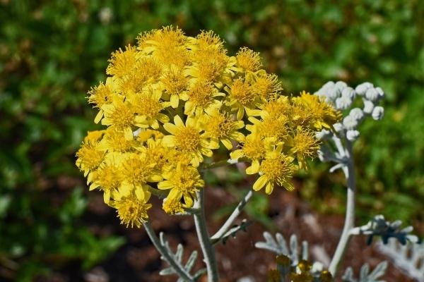 梦见游泳捉鱼是什么启示