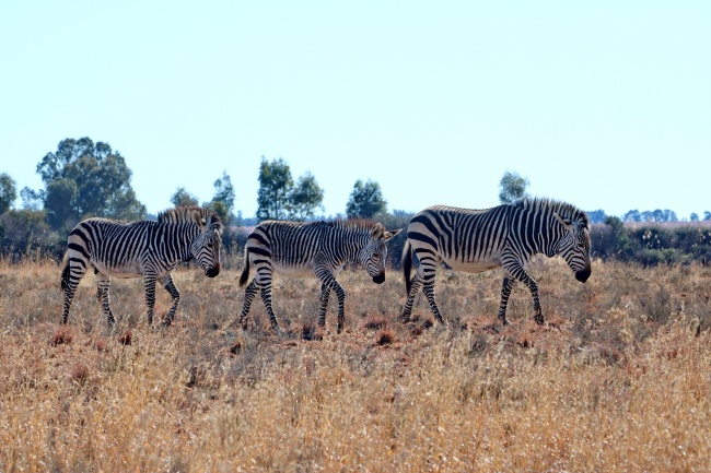 梦到男友的朋友有什么预示吗