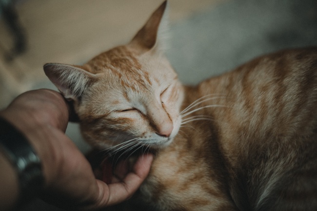 猴是谁的心上人